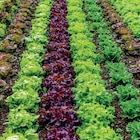 Promo Duo de salade promo à 1,99 € dans le catalogue Point Vert à Tonnay-Boutonne