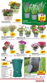 Blumen im toom Baumarkt Prospekt in Germering Aktueller toom Baumarkt Prospekt mit Blumen, "Respekt, wer's selber macht.", Seite 3