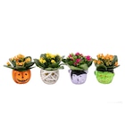 Mini plantes Halloween - Carrefour à Versailles Mini plantes Halloween en promo chez Carrefour Versailles à 2,49 €