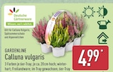 Calluna vulgaris von Gardenline für 4,99 € bei ALDI Nord im Angebot Calluna vulgaris von Gardenline im aktuellen ALDI Nord Prospekt