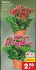 Kalanchoe bei Netto Marken-Discount im Cottbus Prospekt für 2,59 €