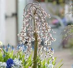 Hängekätzchenweide-Stämmchen im aktuellen Pflanzen Kölle Prospekt für 10,99 €