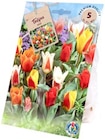 Tulpen 'Greigii Kaufmannian' für 1,99 € bei Thomas Philipps im Angebot Tulpen 'Greigii Kaufmannian' im aktuellen Thomas Philipps Prospekt