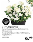 Aktuelles Pflanzen-Trio Angebot bei Dehner Garten-Center in Essen ab 6,99 €
