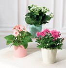 Plantes fleuries - Super U à Niort Plantes fleuries en promo chez Super U Niort à 4,39 €