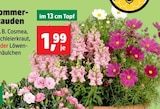 Thomas Philipps - Sommerstauden Angebot im Prospekt Sommerstauden bei Thomas Philipps im Prospekt "" für 1,99 €