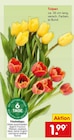 Tulpen im Angebot bei Netto Marken-Discount in Mainz Tulpen Angebote bei Netto Marken-Discount Mainz für 1,99 €