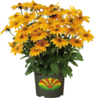 Aktuelles Garten-Sonnenhut Angebot bei Globus-Baumarkt in Krefeld ab 14,99 €