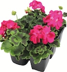Wreesmann - 6 Geranien Angebot im Prospekt 6 Geranien bei Wreesmann im Prospekt "" für 4,99 €