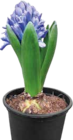 Aktuelles Hyazinthe Hyacinthus Orientalis Angebot bei OBI in Bergisch Gladbach ab 1,49 €