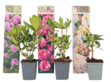 Rhododendren, Rhododendron catawbiense von  im aktuellen Netto Marken-Discount Prospekt für 6,00 €
