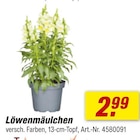 toom Baumarkt - Löwenmäulchen Angebot im Prospekt Löwenmäulchen bei toom Baumarkt im Prospekt "" für 2,99 €