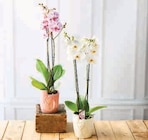 Orchidée 2 Tiges en promo chez Super U Saint-Denis à 11,99 €