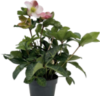 Aktuelle Pflanzen Angebote bei Hornbach in Paderborn Aktuelles Lenzrose „Pink/Red Princess“ Angebot bei Hornbach in Paderborn ab 11,95 €