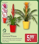 Guzmania oder Vriesea im ALDI Nord Prospekt zum Preis von 5,99 €