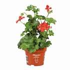 Géranium lierre en pot en promo chez Lidl Valence à 2,49 €