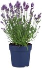 Lavande angustifolia - Lidl à Lyon Lavande angustifolia en promo chez Lidl Lyon à 2,39 €