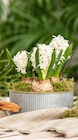 Hyazinthe bei Garten-Center Nordharz GmbH & Co. KG im Prospekt "" für 1,99 €