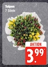 Tulpen bei EDEKA Frischemarkt im Rostock Prospekt für 3,99 €