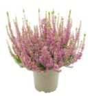 toom Baumarkt Bielefeld Prospekt mit  im Angebot für 1,99 €