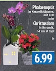 EDEKA Schwalmstadt - Phalaenopsis in Keramikhäusern mit LED Angebot im Prospekt Phalaenopsis in Keramikhäusern mit LED bei EDEKA im Schwalmstadt Prospekt für 6,99 €