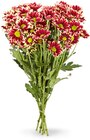 Aktuelle Pflanzen Angebote bei Netto Marken-Discount in Chemnitz Aktuelles Chrysanthemen Angebot bei Netto Marken-Discount in Chemnitz ab 2,49 €
