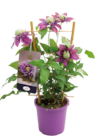 Clematis von  im aktuellen Hagebaumarkt Prospekt für 15,99 €