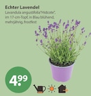 Echter Lavendel im V-Markt Prospekt Echter Lavendel von im aktuellen V-Markt Prospekt für 4,99 €
