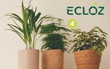 Collection de plantes vertes - ECLOZ en promo chez Jardiland Clichy à 4,00 €