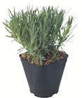 Lavande en promo chez Botanic Lavande dans le catalogue Botanic