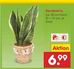 Sanseveria im Angebot bei Netto Marken-Discount in Gronau Sanseveria Angebote bei Netto Marken-Discount Gronau für 6,99 €
