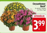 Chrysanthemen-Busch im Angebot bei EDEKA in Straubing Chrysanthemen-Busch Angebote bei EDEKA Straubing für 3,99 €