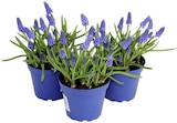 Aktuelles Muscari „Ton in Ton“ Angebot bei REWE in Braunschweig ab 1,79 €