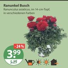 Ranunkel Busch im aktuellen V-Markt Prospekt für 3,99 €