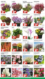 Hortensie im Wreesmann Prospekt in Cuxhaven Aktueller Wreesmann Prospekt mit Hortensie, "DEIN SAISON- & SONDERPOSTENMARKT!", Seite 3