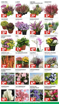 Hortensie im Wreesmann Prospekt "DEIN SAISON- & SONDERPOSTENMARKT!" mit 12 Seiten (Dresden)
