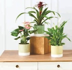 Promo Plante fleurie à 7,99 € dans le catalogue U Express à Orchamps-Vennes