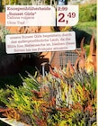Garten-Center Nordharz GmbH & Co. KG - Knospenblüherheide Sunset Girls Angebot im Prospekt Knospenblüherheide Sunset Girls bei Garten-Center Nordharz GmbH & Co. KG im Prospekt "" für 2,49 €