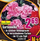 Gartennelke bei Hornbach im Ludwigshafen Prospekt für 2,69 €