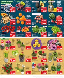 Blumentopf im Kaufland Prospekt "Aktuelle Angebote" mit 32 Seiten (Jena)