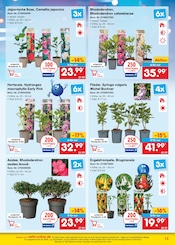 Aktueller Netto Marken-Discount Prospekt mit Pflanzen, "netto-online.de - Exklusive Angebote", Seite 13