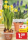 Blumenzwiebeln Angebote bei Netto Marken-Discount Elmshorn für 1,29 €