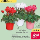 Cyclamen "Alpenveilchen" in Keramik bei Netto mit dem Scottie im Loitz Prospekt für 3,99 €