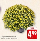 Chrysanthemen Busch Angebote bei E center Offenburg für 4,99 €