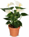 Flamingoblume im Angebot bei Netto Marken-Discount in Jena Flamingoblume Angebote bei Netto Marken-Discount Jena für 5,99 €