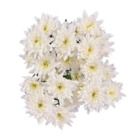 Chrysanthemen im Angebot bei Lidl in Gelsenkirchen Chrysanthemen Angebote bei Lidl Gelsenkirchen für 1,99 €