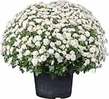 CHRYSANTHEME (CHRYSANTHEMUM INDICUM) Angebote von GROW BY OBI bei OBI Herne für 5,99 €