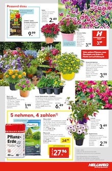 Blumen im Hellweg Prospekt "Die Profi-Baumärkte" mit 28 Seiten (Hamm)
