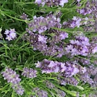 Lavande Angustifolia Hidcote à fleurs violettes. Le pot de 3 litres à Botanic dans Roubion