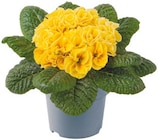 Gefüllte Primeln Sondersorten  im aktuellen Netto mit dem Scottie Prospekt für 1,59 €